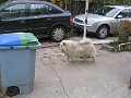 20121110_Cusca_Avalanche (27)